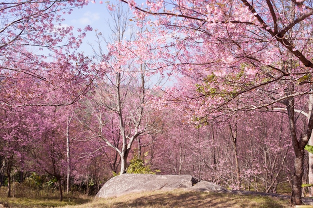 Wild Himalayan Cherry Blossoms nella stagione primaverile