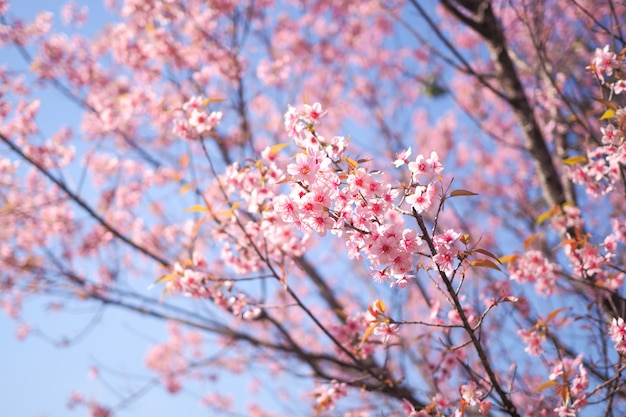 Wild Himalayan Cherry Blossoms nella stagione primaverile