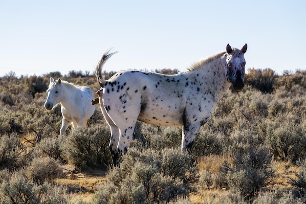 Wild Horse che fa la cacca nel deserto del New Mexico