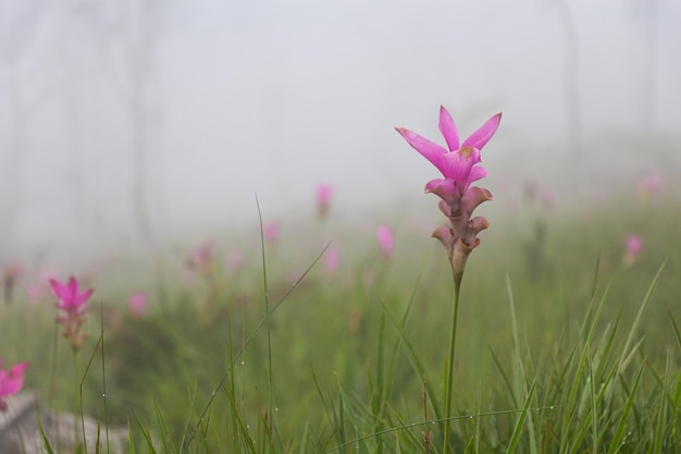 Wild siam tulip campo Curcuma sessilis con nebbia al mattino al parco nazionale Pa Hin Ngam Chaiyaphum Thailandia