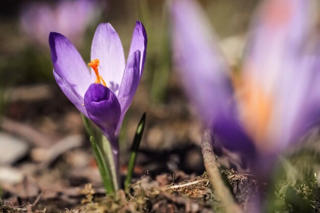 Wild viola e giallo iris (Crocus heuffelianus scolorire) fiore che cresce in ombra, erba secca e foglie intorno