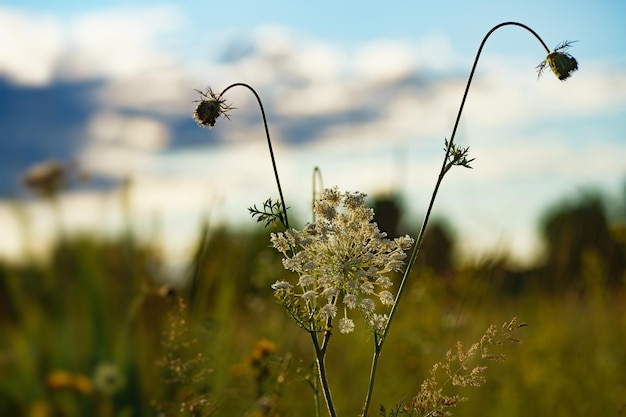 Wilderneaa Bellissimi fiori selvatici