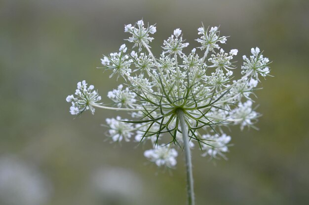 Wildflower bianco della carota selvatica in natura primo piano macro