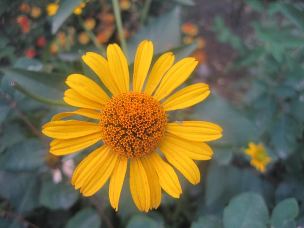 Wildflower su sfondo verde Un fiore giallo a terra