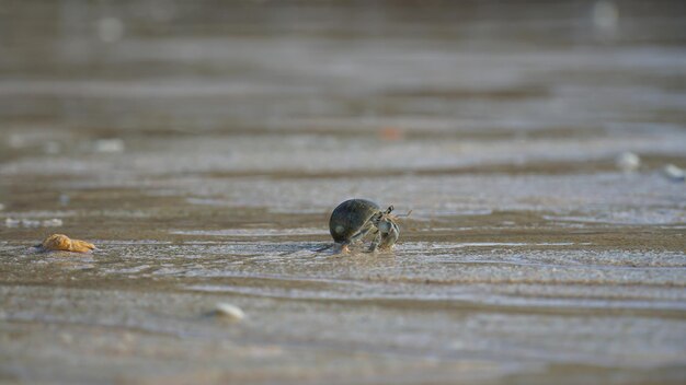Wildlife Beach Hermit Crab Animal Shell Seashell on Beach Macro