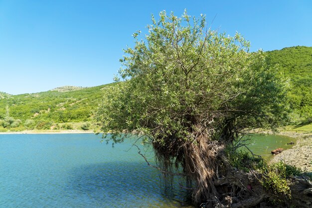 Willow Tree sulla riva di un lago di montagna .Crimea.Mount Khaturlanyn-Burun, il villaggio di Mezhdurechye .