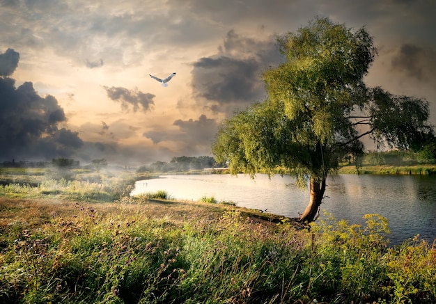 Willow vicino al fiume calmo e nuvole temporalesche grigie