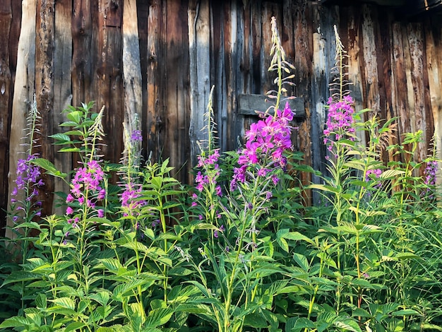 Willowtea in fiore sullo sfondo di una parete in legno fatta di vecchie tavole