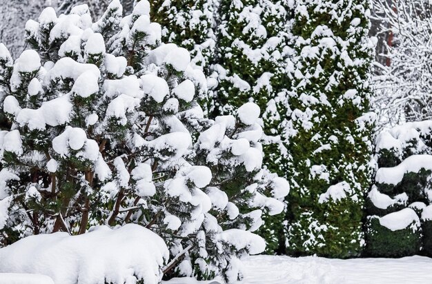 Winter Garden Rami di pino ricoperti da molta neve soffice