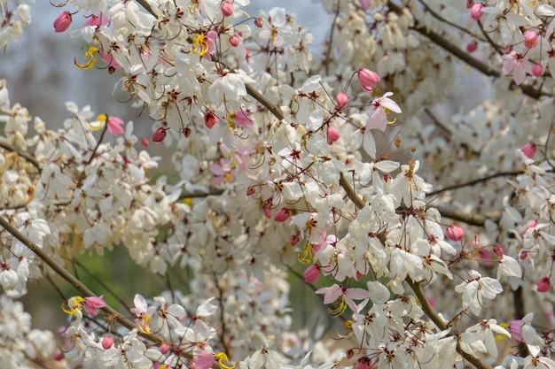 Wishing Tree-Pink Cassia-Pink Shower sono in fiore sull&#39;albero.