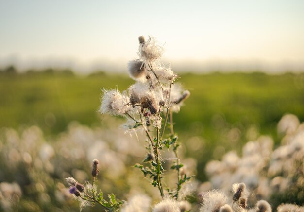 Wispy thistledown piante di cardo naturale che brillano al tramonto con un interessante sfondo sfocato.