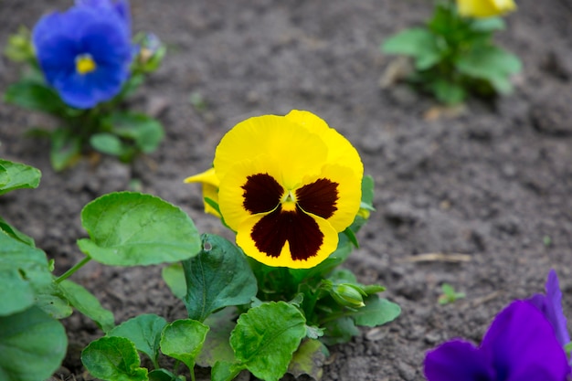 Wittrocks giallo viola Viola del pensiero aiuola di giardini fioriti