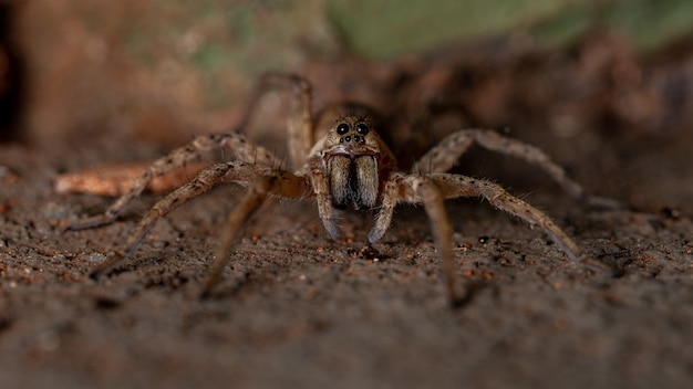 Wolf Spider della famiglia Lycosidae