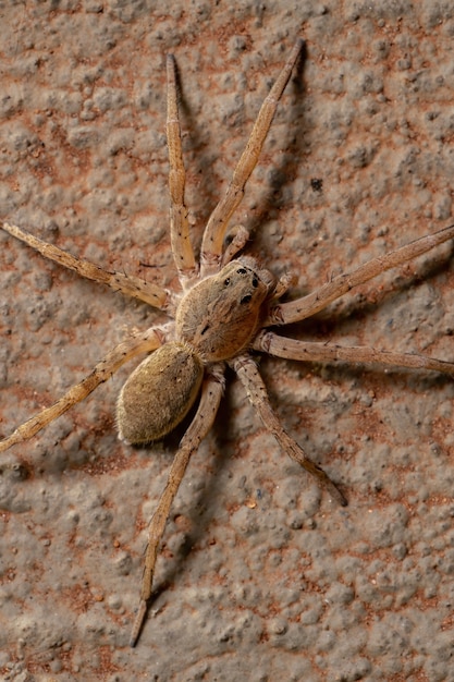 Wolf Spider della famiglia Lycosidae