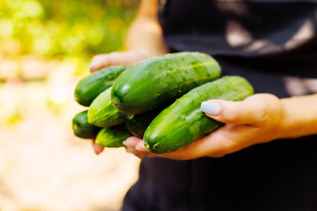 Woman holding in her hands freshly picked harvest of young cucumbers