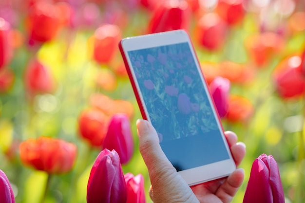 Woman39s mano con telefono fotografare tulipani rossi nel parco Campo di fiori colorati in fiore Paesaggio primaverile