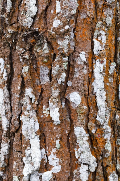 wood background