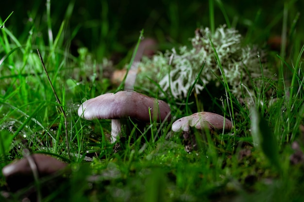 Wood Blewit Lepista nuda fungo blu commestibile in una foresta