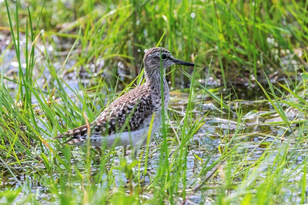 Wood Sandpiper nascosto nell'erba palustre alta