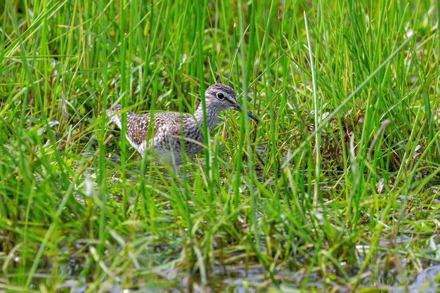 Wood Sandpiper nascosto nell'erba palustre alta