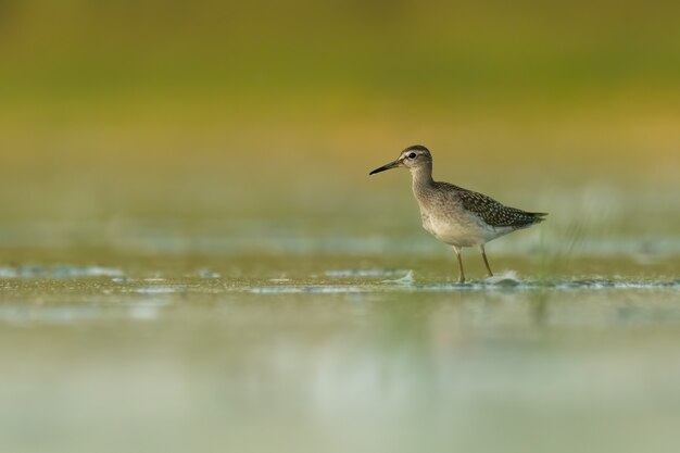 Wood sandpiper Tringa glareola in piedi e nutrendosi nell'acqua