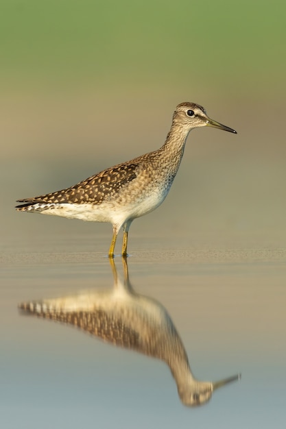 Wood sandpiper Tringa glareola in piedi e nutrendosi nell'acqua