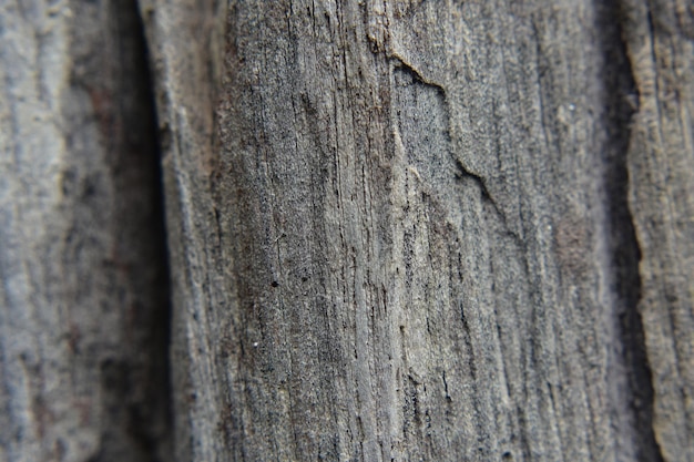 Wood Texture