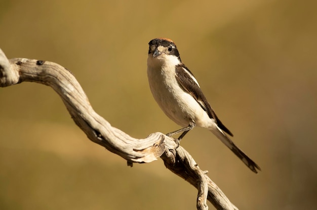 Woodchat ha colpito il suo territorio di riproduzione all'interno di una foresta mediterranea con le prime luci