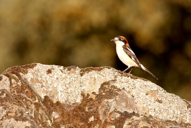 Woodchat strilla con le ultime luci del tramonto