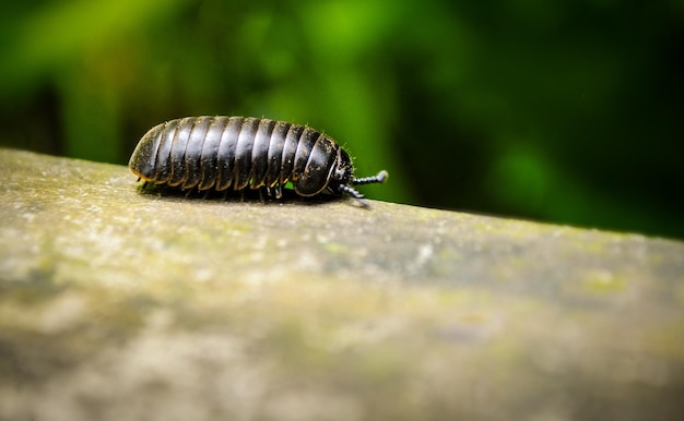 Woodlouse