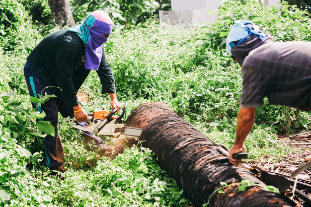 Woodman usa la sua motosega per tagliare l&#39;albero. La deforestazione e il suo effetto estremo sulla guerra globale