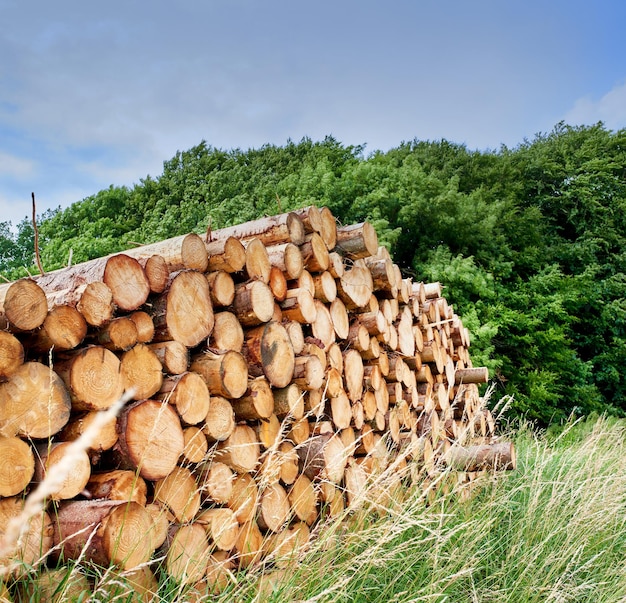 Woodpile Industria del legname Industria del legname lotto di cataste di legna