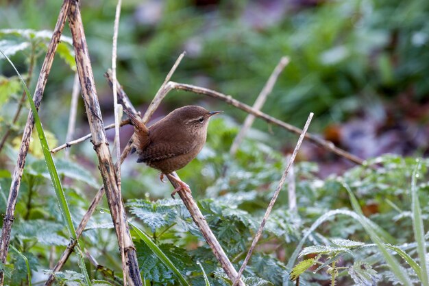 Wren Troglodytes troglodytes a Weir Wood Reservoir