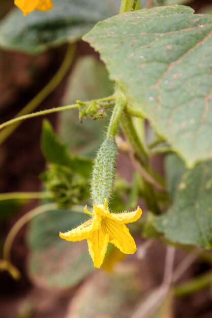 XA fiore giallo in foglie di cetriolo verdi