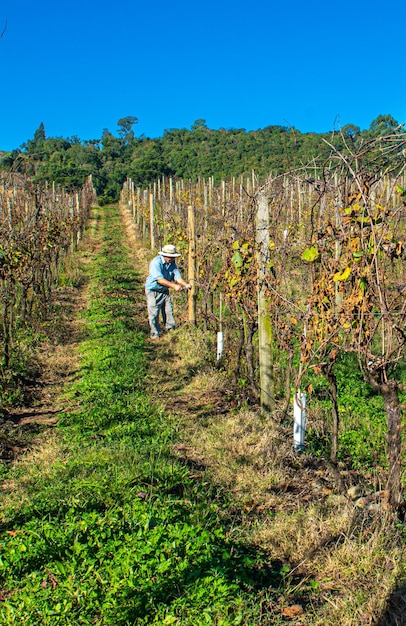 XAAgriculture piantare vigneti nel Rio Grande do Sul nella Serra Gaucha