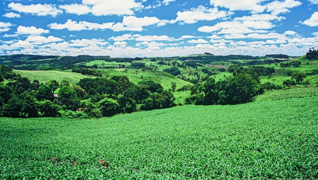 XAApiantagioni agricole di diverse culture Agroalimentare in Brasile il settore che più muove l'economia del Paese e genera migliaia di posti di lavoro