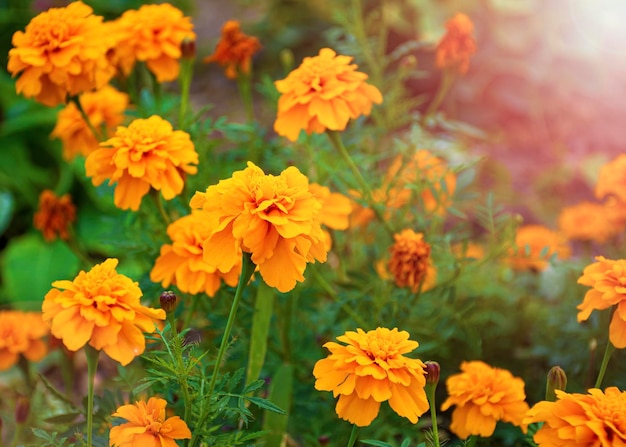 XAbellissimi fiori di calendula con fiori gialli per il giardino