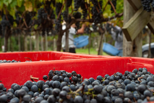 XAFarmer vendemmia uve da vino durante la vendemmia a Santa Catarina Brasile Messa a fuoco selettiva sulle mani del lavoratore rurale