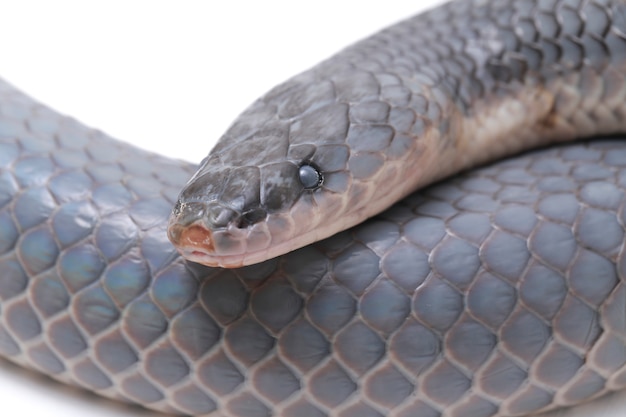 Xenopeltis serpente unicolor isolato