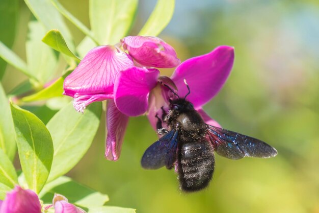 Xylocopa bumblebee che impollina una Polygala Myrtifolia