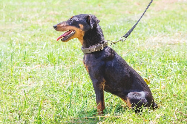 Yagdterrier cane nero al guinzaglio seduto sull'erba