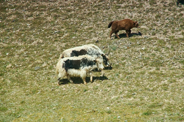 Yak a Pik Lenin, Sary Mogul, Altai e montagne del Pamir, Kirghizistan, Asia centrale