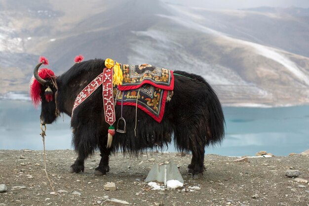 Yak al lago Namtso in Tibet