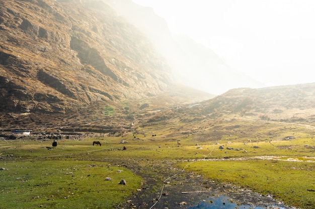 yak che mangia campo di fieno sulla montagna, nella valle di Langtang