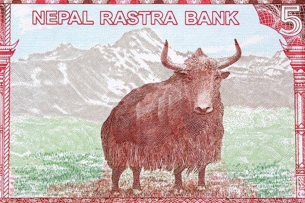 Yak dalla rupia nepalese