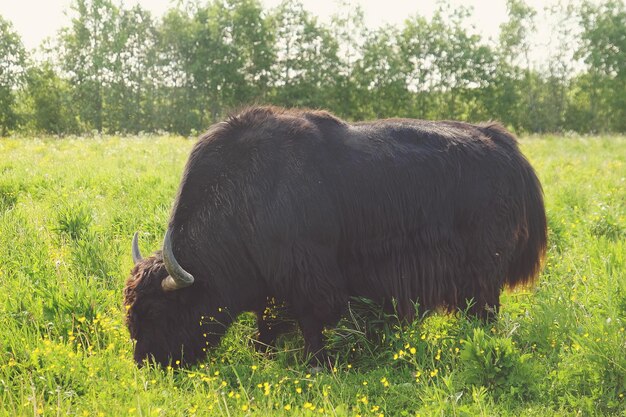 Yak estate all'aperto