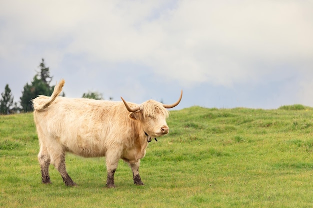 Yak femmina bianco su un pascolo nelle Alpi italiane