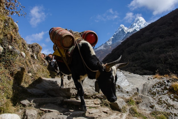 Yak in Nepal