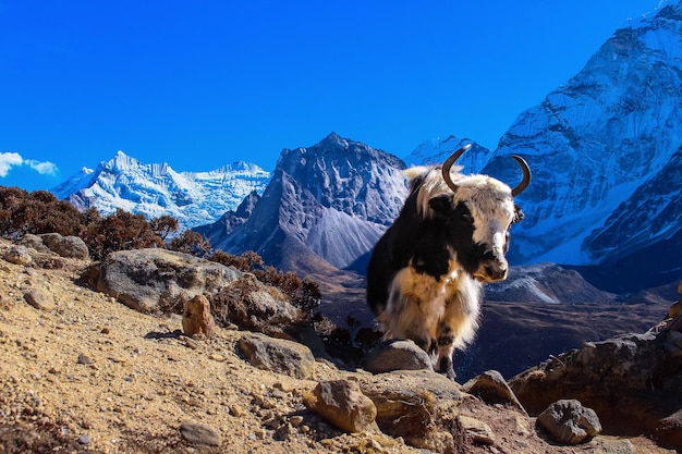 Yak mucca himalayana vista durante il trekking del campo base dell'Everest a Dengboche, Solukhumbu, Nepal