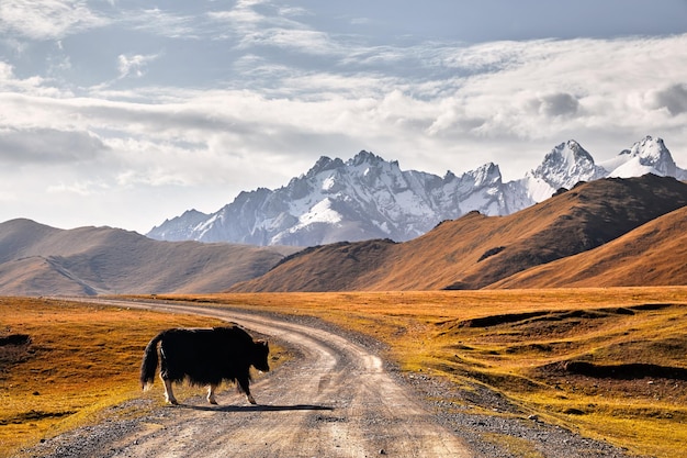 Yak nella valle di montagna